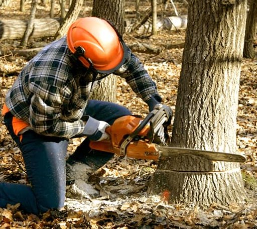 Tree Removal in Numidia, PA